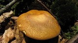 Xanthoconium affine image