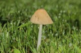 Conocybe apala image