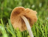 Conocybe apala image