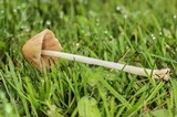 Conocybe apala image