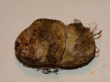 Rhizopogon ochraceorubens image