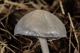 Panaeolus antillarum image