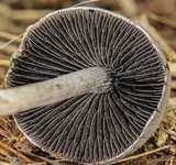 Panaeolus antillarum image