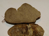 Rhizopogon ochraceorubens image