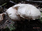 Megacollybia rodmani image