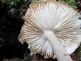 Megacollybia rodmani image