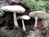 Megacollybia rodmani image