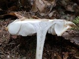 Megacollybia rodmani image