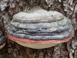 Fomitopsis mounceae image