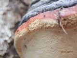 Fomitopsis mounceae image