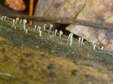 Stilbella flavipes image
