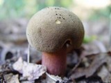 Boletus erythropus image