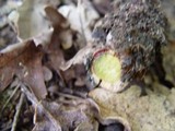 Boletus erythropus image