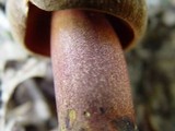 Boletus erythropus image