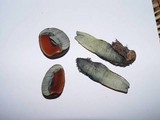 Boletus erythropus image