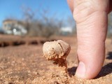 Schizostoma laceratum image