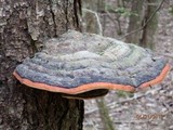 Fomitopsis mounceae image