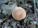 Xerocomus persicolor image