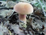 Xerocomus persicolor image