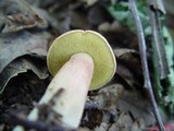 Xerocomus persicolor image