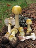 Amanita flavorubens image