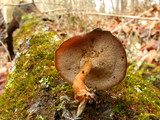 Polyporus brumalis image