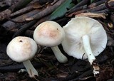Rhodocollybia maculata image