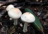 Rhodocollybia maculata image