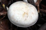 Rhodocollybia maculata image