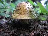 Amanita flavorubens image