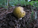 Amanita flavorubens image