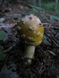 Amanita flavorubens image