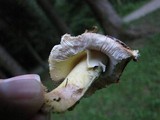 Amanita flavorubens image