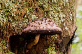 Boletellus emodensis image