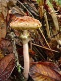 Boletellus jalapensis image