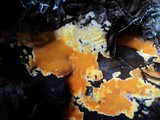 Ceriporia spissa image