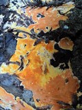 Ceriporia spissa image