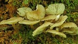 Hydropus marginellus image