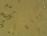Hydropus marginellus image