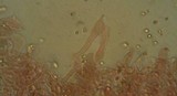 Hydropus marginellus image