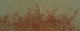 Hydropus marginellus image