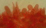 Hydropus marginellus image