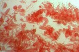 Hydropus marginellus image