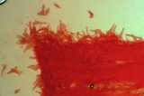 Hydropus marginellus image