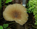 Clitocybula atrialba image