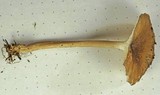 Clitocybula atrialba image