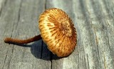 Crinipellis zonata image