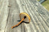 Crinipellis zonata image