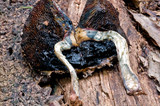 Boletellus emodensis image