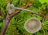 Mycena pearsoniana image